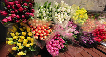 Geles tulpes.jpg