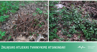 Maketas svetainei _Монтажная область 1.png