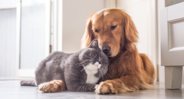 Valstybinė maisto ir veterinarijos tarnyba skatina rūpintis gyvūnų gerove