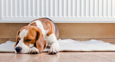 dog getting warm near a heater.jpg